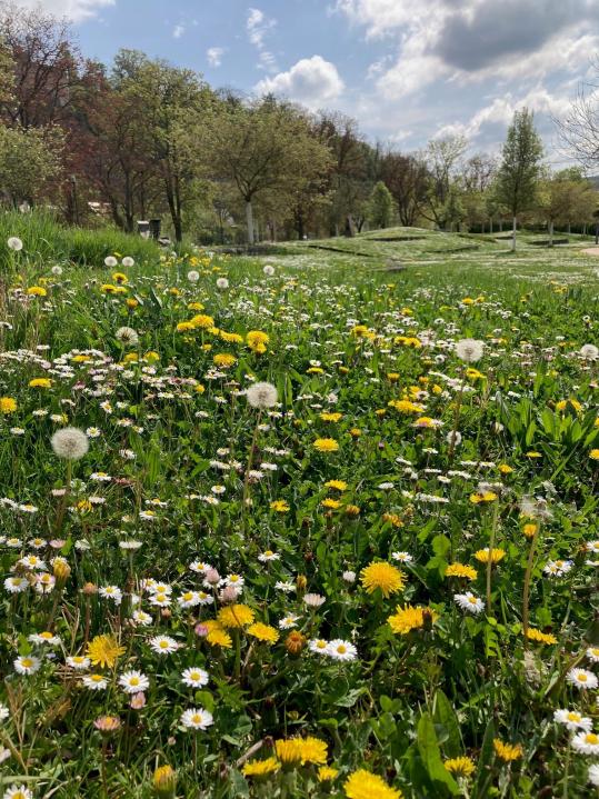 Löwenzahn und Gänseblümchen - kein Unkraut!